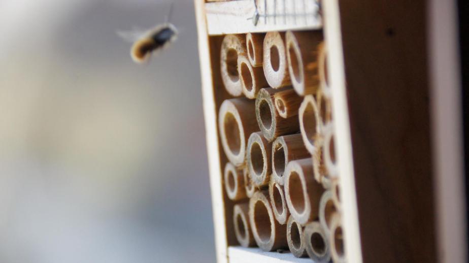 Unsere Bienen sind wieder&nbsp;da!